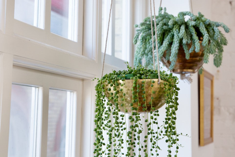 DISPLAYING YOUR HOUSE PLANTS