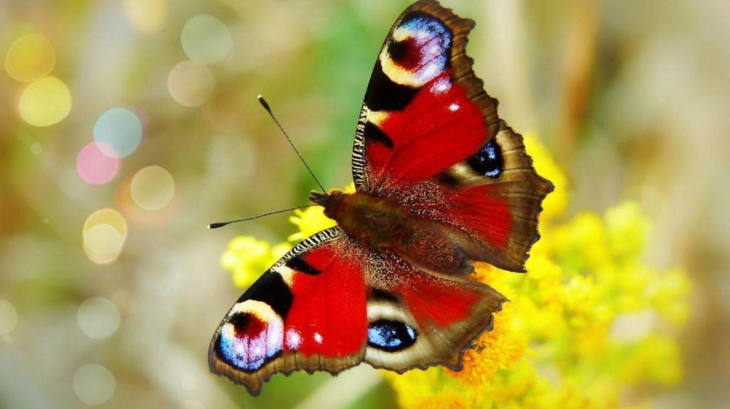 BEE AND BUTTERFLY GARDENING