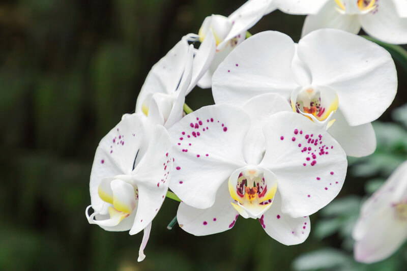 DISPLAYING ORCHIDS