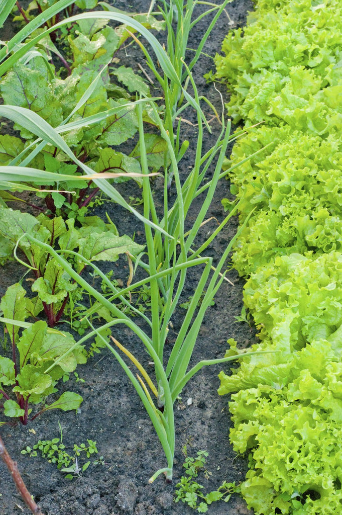 COMPANIONS PLANTING